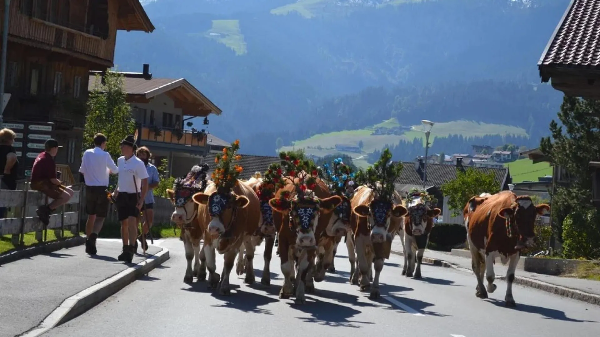 almabtrieb-oberau-kuhe_9942137-m